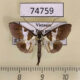 74759p Crambidae Dausara latiterminalis Vietnam $8