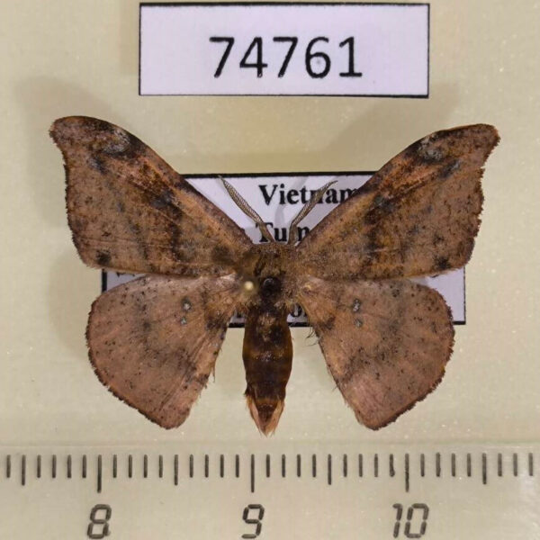 Drepanidae Oreta carnea Vietnam