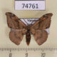 74761p Drepanidae Oreta carnea Vietnam $7