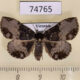 74765p Noctuidae Mosopia kononenkoi f Vietnam $12