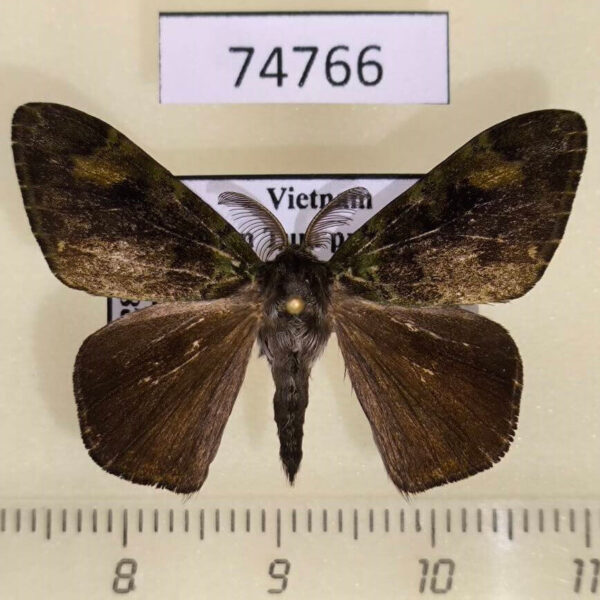 Lymantridae Ilema preangerensis Vietnam