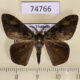74766p Lymantridae Ilema preangerensis Vietnam $8