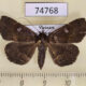 74768p Noctuidae Bocana silenusalis f Vietnam $10