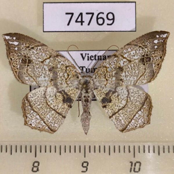 Geometridae Oxymacaria oliva Vietnam