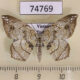 74769p Geometridae Oxymacaria oliva Vietnam $8