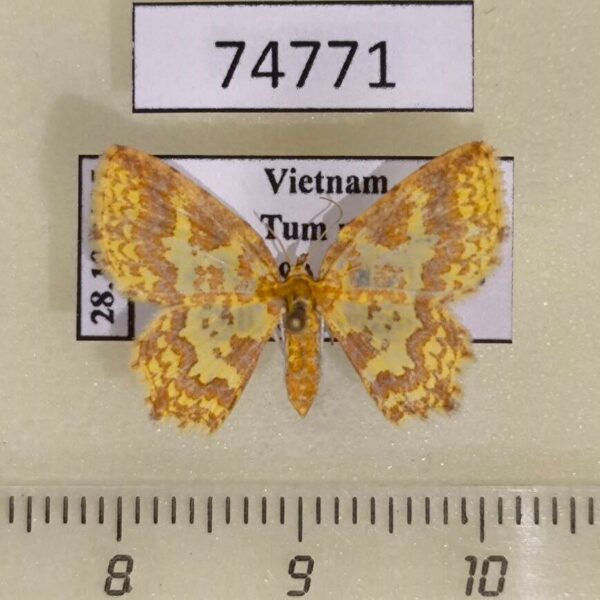 Geometridae Pseudopolynesia amplificata Vietnam