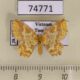 74771p Geometridae Pseudopolynesia amplificata Vietnam $7