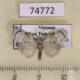 74772p Noctuidae Suerkenola longiventris Vietnam $10