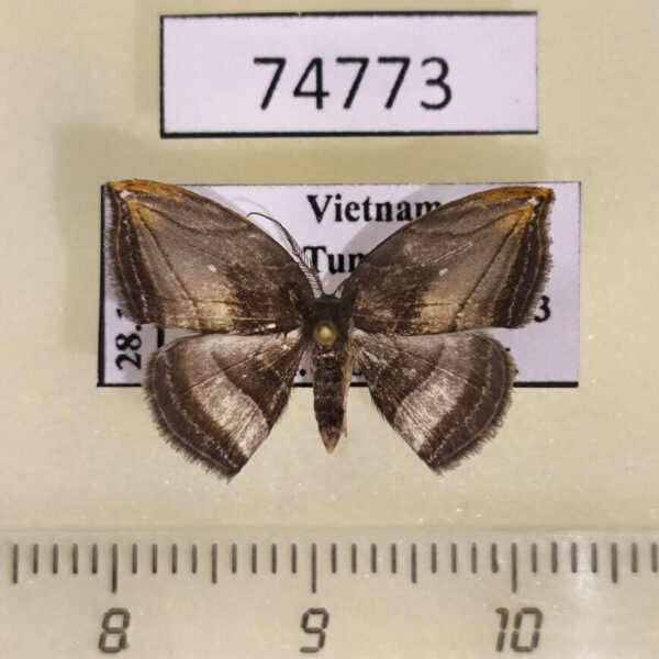Drepanidae Microblepsis cupreogrisea Vietnam