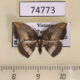 74773p Drepanidae Microblepsis cupreogrisea Vietnam $7