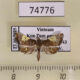 74776p Crambidae sp. Vietnam $6