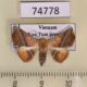 74778p Noctuidae Eublemma crassiuscula Vietnam $25