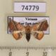 74779p Noctuidae Eublemma crassiuscula Vietnam $25