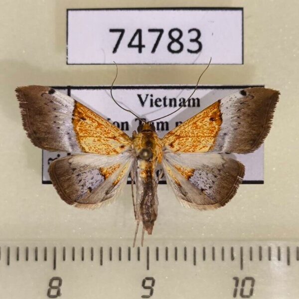 Crambidae Agrotera scissalis Vietnam