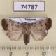74787p Noctuidae Athetis bimacula Vietnam $10