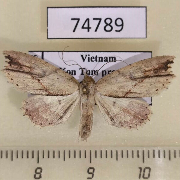 Noctuidae Olulis puncticinctalis Vietnam