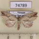 74789p Noctuidae Olulis puncticinctalis Vietnam $12