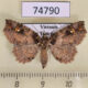 74790p Noctuidae Tamba sp. carneotincta Vietnam $18