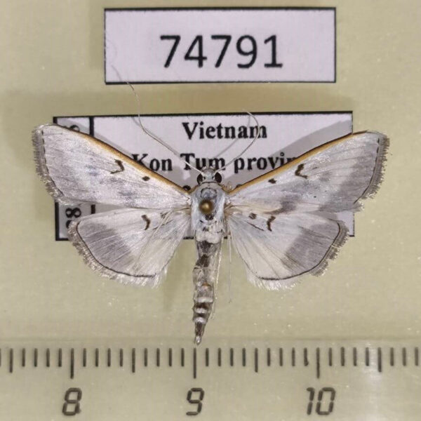 Crambidae  sp. Vietnam