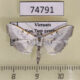 74791p Crambidae sp. Vietnam $8