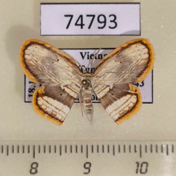 Drepanidae Drapetodes fratercula Vietnam