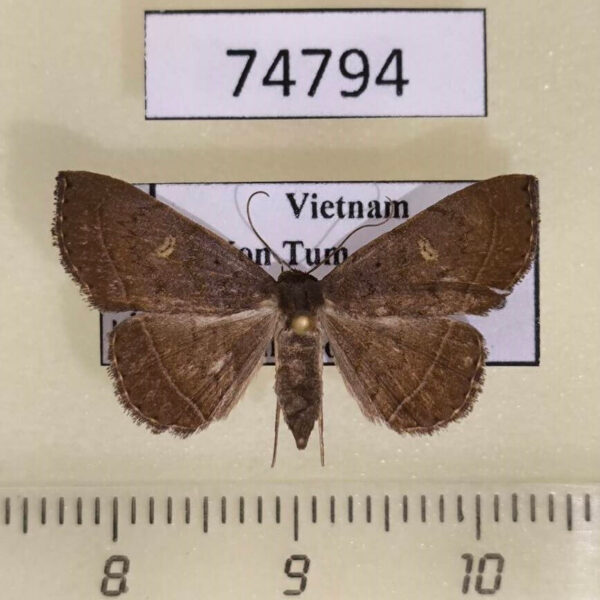Noctuidae Paracolax sp. Vietnam