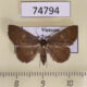 74794p Noctuidae Paracolax sp. Vietnam $9