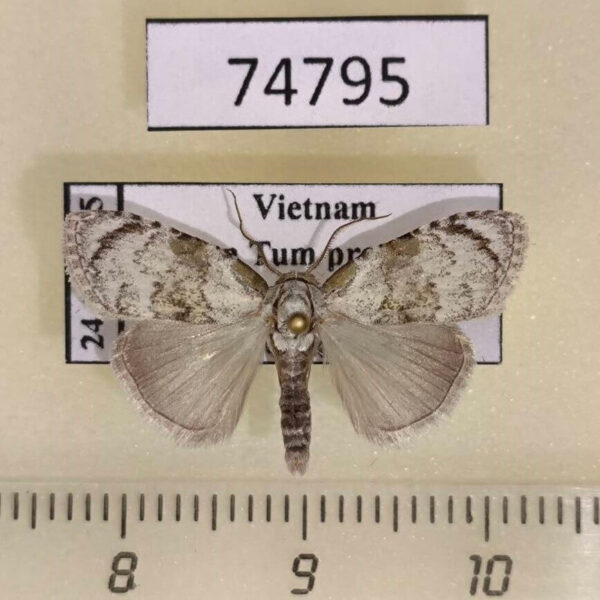 Noctuidae Suerkenola longiventris Vietnam