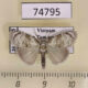 74795p Noctuidae Suerkenola longiventris Vietnam $10