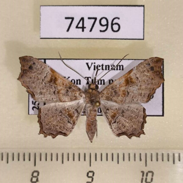 Noctuidae Cultripalpa lunulifera f Vietnam
