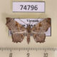 74796p Noctuidae Cultripalpa lunulifera f Vietnam $18