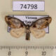 74798p Lymantridae Medama diplaga f Vietnam $10