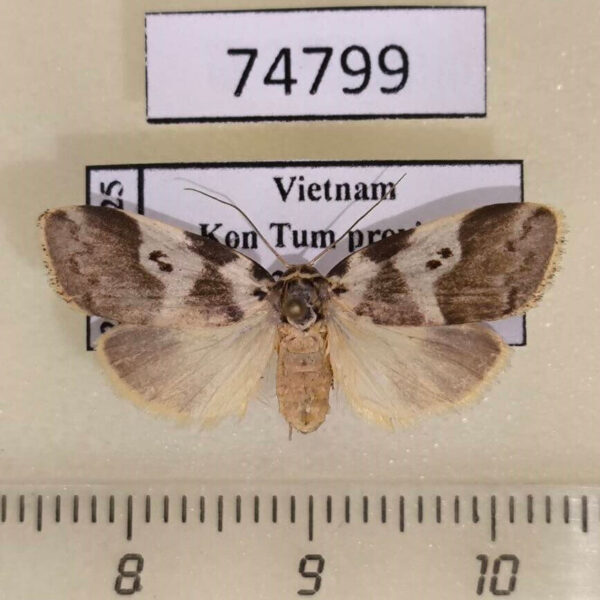 Arctiidae Eugoa trifasciata f Vietnam
