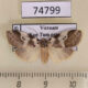 74799p Arctiidae Eugoa trifasciata f Vietnam $9