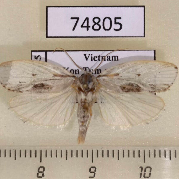 Oecophoridae sp. Vietnam