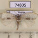 74805p Oecophoridae sp. Vietnam $8