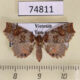 74811p Noctuidae Tamba sp. f Vietnam $17