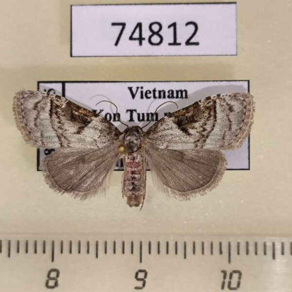 Noctuidae Meganola triangulalis f Vietnam