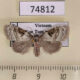 74812p Noctuidae Meganola triangulalis f Vietnam $9
