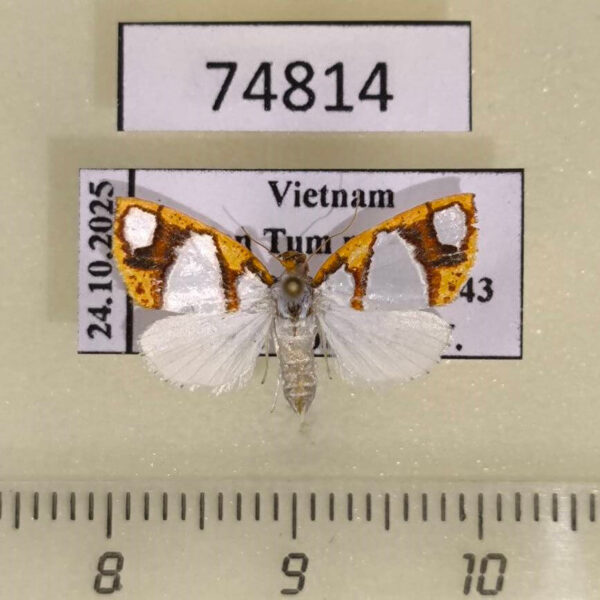 Noctuidae Titulcia eximia Vietnam