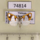 74814p Noctuidae Titulcia eximia Vietnam $20