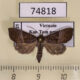74818p Noctuidae Acidon sp. Vietnam $8