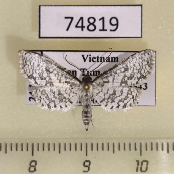 Thyrididae Calindoea polygraphalis Vietnam