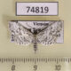 74819p Thyrididae Calindoea polygraphalis Vietnam $8