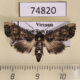74820p Euteliidae Marathyssa cuneades Vietnam $15