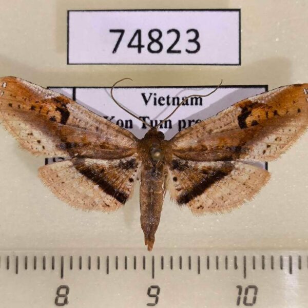 Thyrididae Rhodoneura fasciata Vietnam