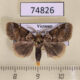 74826p Lymantridae sp. Vietnam $9