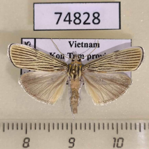 Crambidae Tyspanodes linealis Vietnam