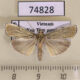 74828p Crambidae Tyspanodes linealis Vietnam $7