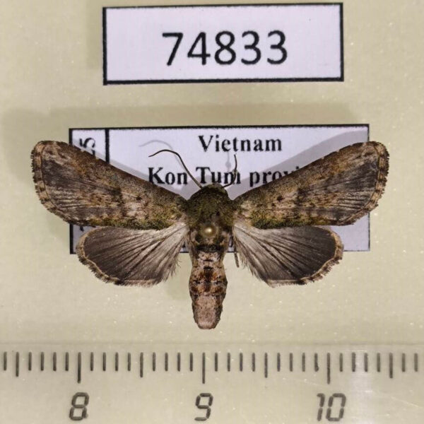 Euteliidae Anigraea cinctipalpis Vietnam